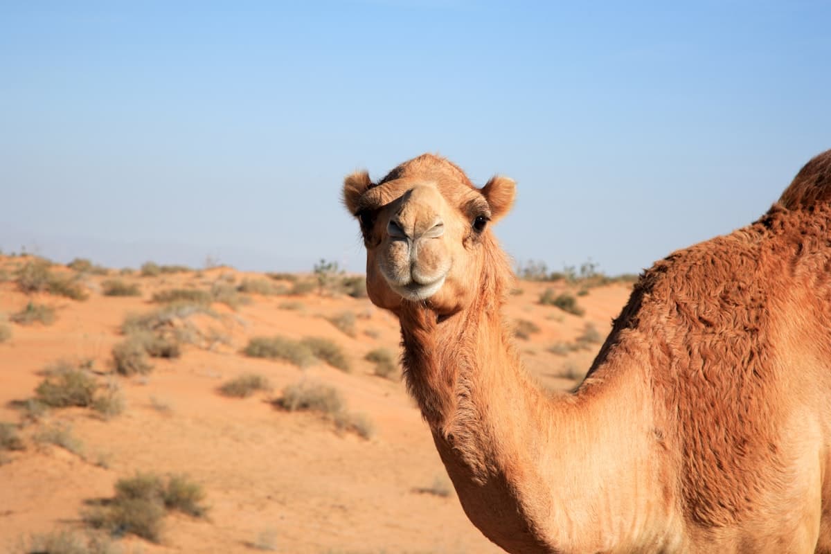 Camel Ride