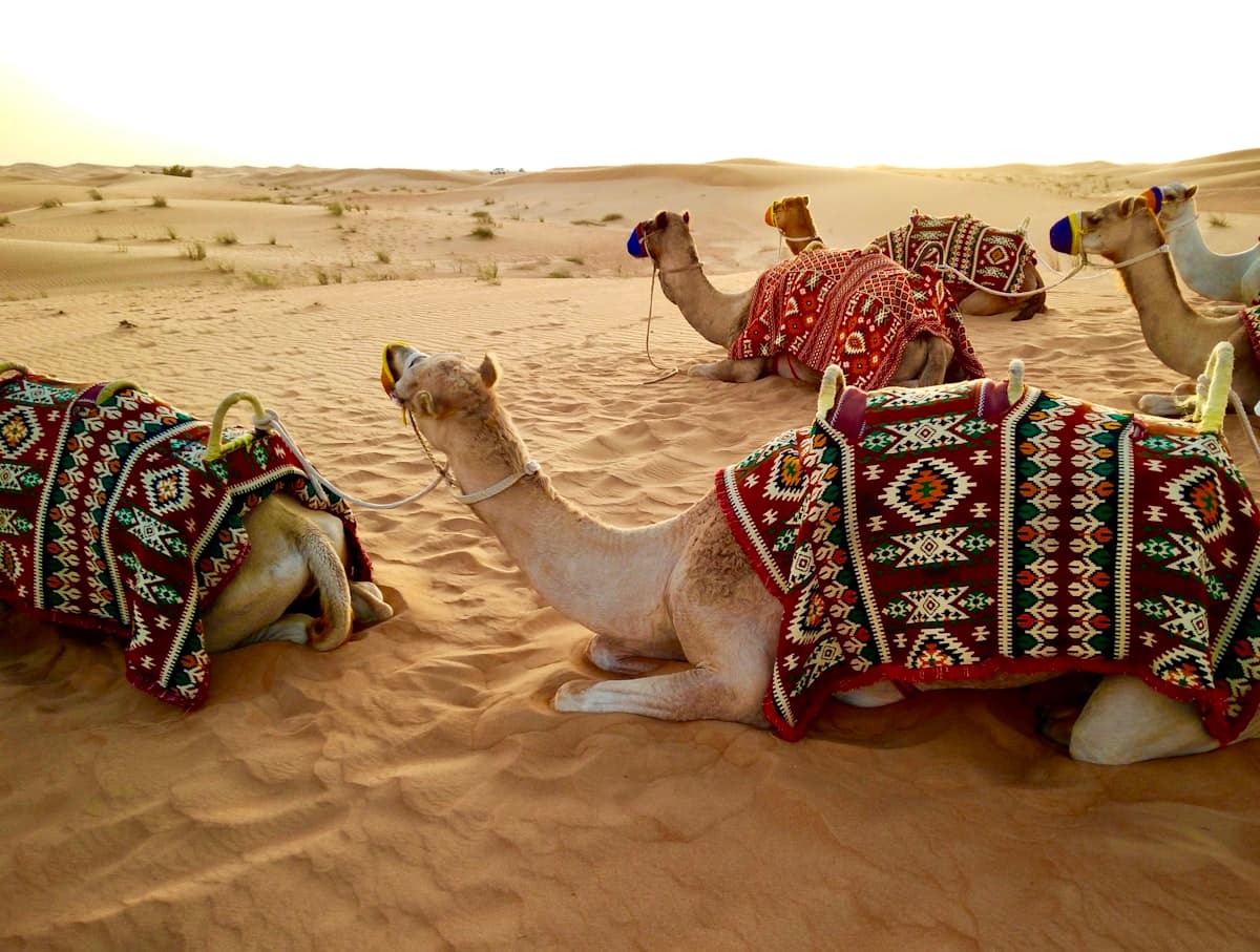 Dubai desert safari - camels in the dunes at sunset
